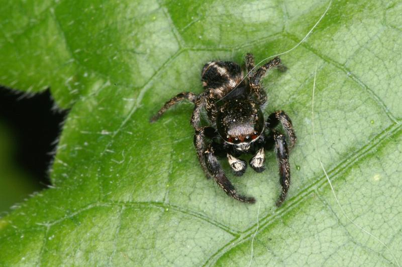 Pellenes_tripunctatus_D3057_Z_88_NP De Hoge Veluwe_Nederland.jpg